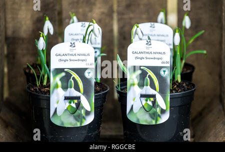 Snowdrops for sale in small plastic pots. Foto Stock