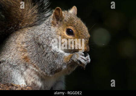 Uno scoiattolo grigio si siede a mangiare un dado Foto Stock