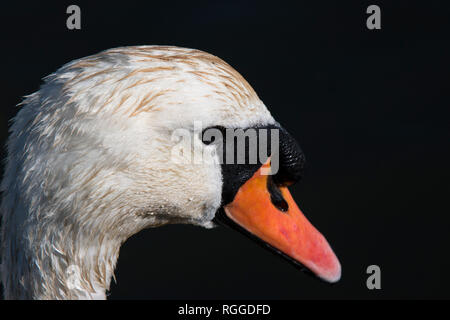 Un cigno nel parco piscina Foto Stock