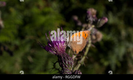 Un piccolo rame siede su un fiore thistel Foto Stock