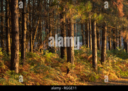 Luce dorata che splende su alberi durante l'autunno in foresta Foto Stock