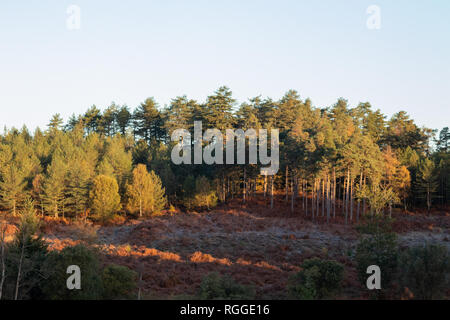 La luce del mattino risplende attraverso la foresta su alberi con colore di autunno Foto Stock