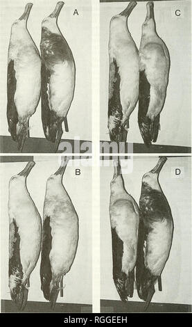 . Bollettino della British ornitologi' Club. Gli uccelli. C.J. R. Robertson &AMP; J. guerra prosciutto 78 Boll.B.O.C. 1992, 112(2). Figura 2.. Si prega di notare che queste immagini vengono estratte dalla pagina sottoposta a scansione di immagini che possono essere state migliorate digitalmente per la leggibilità - Colorazione e aspetto di queste illustrazioni potrebbero non perfettamente assomigliano al lavoro originale. British ornitologi' Club. Londra : Il Club Foto Stock