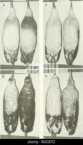 . Bollettino della British ornitologi' Club. Gli uccelli. C.J. R. Robertson &AMP; J. Warham 77 Boll.B.O.C. 1992, 112(2). Figura 1.. Si prega di notare che queste immagini vengono estratte dalla pagina sottoposta a scansione di immagini che possono essere state migliorate digitalmente per la leggibilità - Colorazione e aspetto di queste illustrazioni potrebbero non perfettamente assomigliano al lavoro originale. British ornitologi' Club. Londra : Il Club Foto Stock