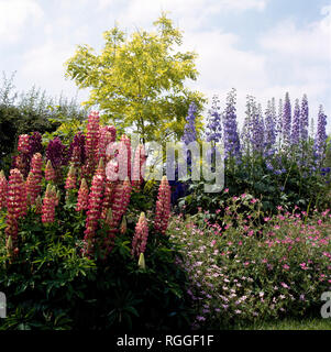 Lupini rosa e blu delphiniums in frontiera con gerani Foto Stock