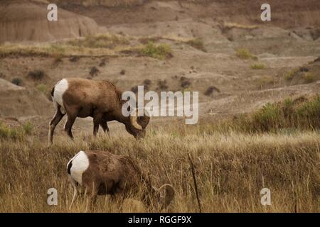 Bighorn nel Parco nazionale Badlands Foto Stock