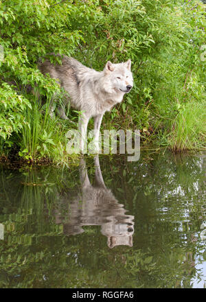 Lupo pacifica si riflette in un tranquillo lago Foto Stock