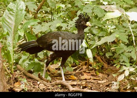 Voce maschile Hocco messicano, noto anche come Crax rubra, trovati in Costa Rica Foto Stock