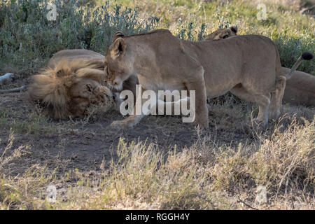 Due leonesse seduto sull'erba Foto Stock