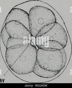 . Bollettino del museo di zoologia comparativa a Harvard College. Zoologia; Zoologia. . Si prega di notare che queste immagini vengono estratte dalla pagina sottoposta a scansione di immagini che possono essere state migliorate digitalmente per la leggibilità - Colorazione e aspetto di queste illustrazioni potrebbero non perfettamente assomigliano al lavoro originale. L'Università di Harvard. Museo di zoologia comparativa. Cambridge, Mass. : Il museo Foto Stock