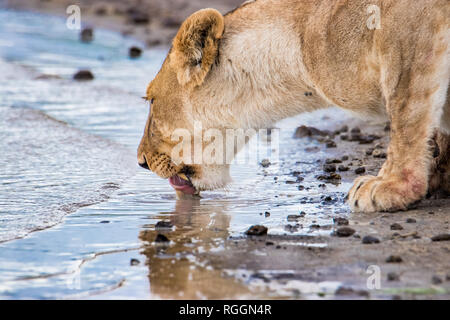 Leonessa bevande acqua dalla pozzanghera Foto Stock