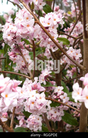 Daphne bholua jacqueline postill in Cambridge Giardino Botanico in gennaio Foto Stock