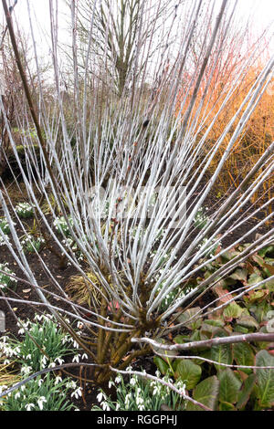 Salix irrorata (Stelo blu Willow) con bucaneve nel gennaio come si vede in Cambridge Botanic Garden Foto Stock