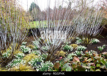 Salix irrorata (Stelo blu Willow) con bucaneve nel gennaio come si vede in Cambridge Botanic Garden Foto Stock