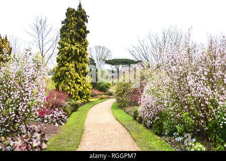 Un giorno di inverni (gennaio) a Cambridge nel Giardino Botanico con Daphne bholua Jacqueline Postill su ciascun lato del percorso Foto Stock