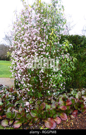 Daphne bholua jacqueline postill in Cambridge Giardino Botanico in gennaio Foto Stock