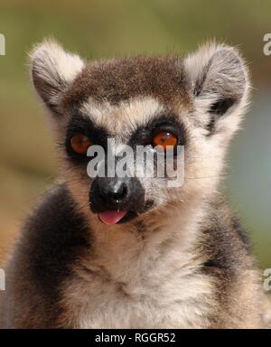 Anello-tailed LEMUR, Madagascar. Foto Stock