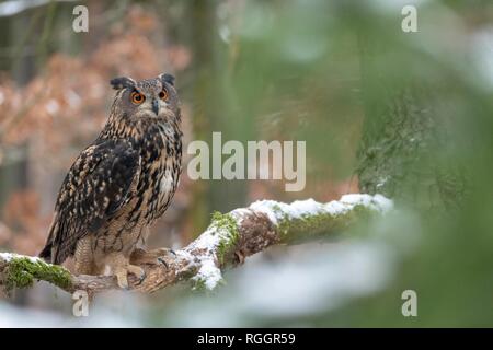 Gufo reale (Bubo bubo), seduto su un ramo con neve, captive, Repubblica Ceca Foto Stock