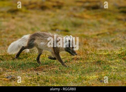 Arctic Fox (Vulpes vulpes lagopus), Svalbard artico norvegese, Norvegia Foto Stock