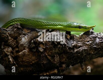 Rhinoceros ratsnake (Gonyosoma boulengeri), Adulto, captive, il verificarsi del Vietnam del Nord Foto Stock