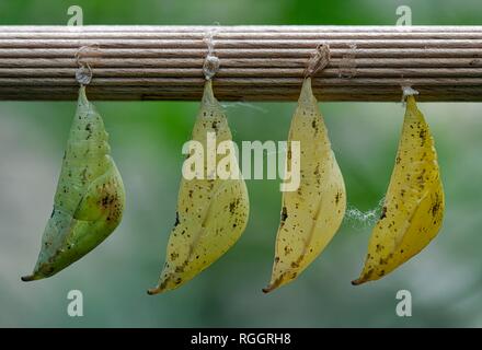 Aquilone di carta (Idea leuconoe), pupated, pendenti, captive, Germania Foto Stock