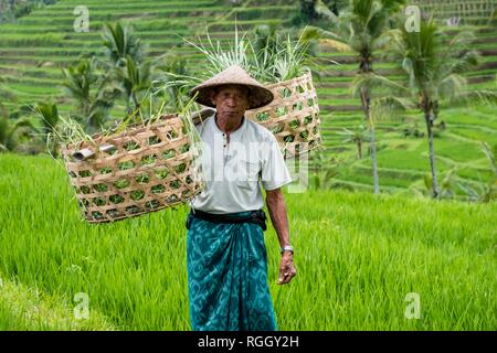 Coltivatore di riso in terrazze di riso Jatiluwih, Bali, Indonesia Foto Stock