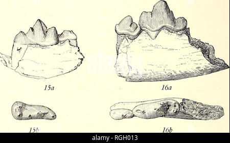 . Bollettino del Dipartimento di Geologia. La geologia. 370 Università di California Pubblicazioni in geologia [Vol- 7 una ganascia frammento con M1 e P4 (n. 13843) ottenuto da Matteo e cuocere3 a Snake Creek, Nebraska, è doubtfully ri-' FIGURANTE Tephrocyon. Esso rappresenta una forma e una mezza maggiore T. hippophagus. Il tacco di Mx in questa forma sembra più breve rispetto a quella di qualsiasi altro modello di cui al Tephrocyon,. Figg. 15a e 15i&GT;. Tephrocyon?, confronta rurestris (Condon). No. 12503, dimensione naturale. Valle vergine Letti, poco High Rock Canyon, Humboldt County, Nevada. Fig. 15a, M e vista interna; fig. 156, Foto Stock