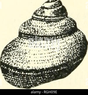 . Bollettino della Società della Buffalo di scienze naturali. Storia naturale; scienza. superfici variamente ornameuted. Apertura sub-(|uadrate a sub-orbicular, il labbro iuner tliiu. Il labbro esterno porta un nar- row, profonda fessura, o sinus, che è ancora non chiusa con- tinuation orientabile- banda. Lucix Pleukotomaria.A.. Hall. (Fig. 207.) (PNL. N. Y., Vol. v., Pt. II., p. 67, PI. XVlll.) distinguendo Cliamcters.- di grandi dimensioni; sub-globose o obliquamente ovoide avente forma conica; moderatamente elevata guglia, con minute apex e a b o u t quattro volutions ; regolarmente e r a p i d 1 y corpo espansivo-whorl; e Foto Stock