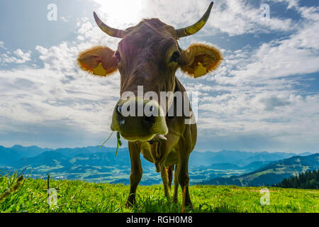 Allgaeuer Razza Braunvieh, Almlandschaft bei Immenstadt, Allgaeuer Alpen, Allgaeu, Bayern, Deutschland, Europa Foto Stock