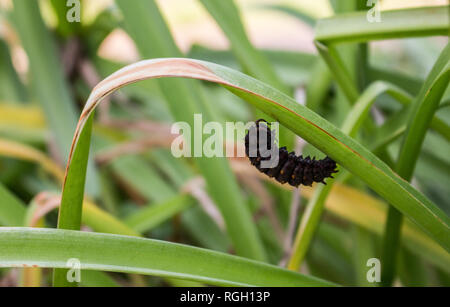 Un bruco appeso a un filo d'erba. Foto Stock