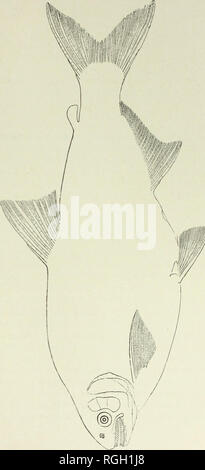 . Bollettino dell'Essex Institute. Essex Institute; Storia Naturale; genealogia. S. Gahmajn, Henochilus. La piastra r. Si prega di notare che queste immagini vengono estratte dalla pagina sottoposta a scansione di immagini che possono essere state migliorate digitalmente per la leggibilità - Colorazione e aspetto di queste illustrazioni potrebbero non perfettamente assomigliano al lavoro originale. Essex Institute. 1n. Salem, messa. , Istituto di Essex Foto Stock