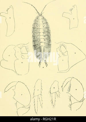 . Bollettino dell'Essex Institute. Essex Institute; Storia Naturale -- periodici; contea di Essex (messa. ) -- La storia dei periodici. . Si prega di notare che queste immagini vengono estratte dalla pagina sottoposta a scansione di immagini che possono essere state migliorate digitalmente per la leggibilità - Colorazione e aspetto di queste illustrazioni potrebbero non perfettamente assomigliano al lavoro originale. Essex Institute. Salem, messa. , Istituto di Essex Foto Stock