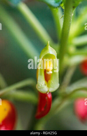 Una chiusura del fiore di una pianta di Parrot (Impatiens niamniamensis) Foto Stock