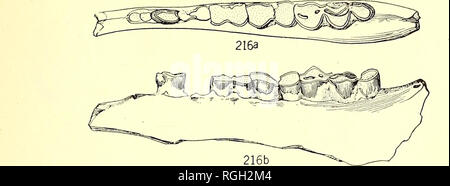 . Bollettino del Dipartimento di Geologia. La geologia. 1919] Merriam: terziario faune di mammiferi del deserto Mohave 579. Si prega di notare che queste immagini vengono estratte dalla pagina sottoposta a scansione di immagini che possono essere state migliorate digitalmente per la leggibilità - Colorazione e aspetto di queste illustrazioni potrebbero non perfettamente assomigliano al lavoro originale. Presso la University of California a Berkeley. Dipartimento di Geologia. Berkeley : University Press Foto Stock