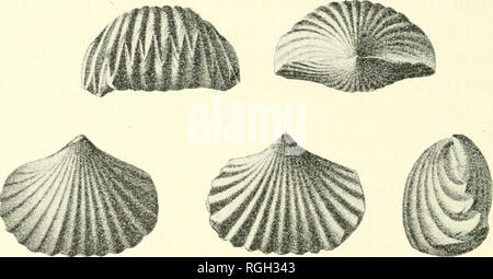 . Bollettino della Società della Buffalo di scienze naturali. Storia naturale; scienza. Angolare 230 ]"licatioiis su ogni valvola, di cui quattro a sette contrassegnare la piega o sinus ; c-onoentrie strie ondulate. P^ound in inferiori- Mosca shale, in corrispondenza delle sezioni 4 e 5 (rari); Encrinal calcare, in corrispondenza della sezione 5 (rari); Stictopora letto, in corrispondenza della sezione 5 (rari); Nautilus letto, nella scogliera di Erie (?), (molto raro). Camakot(echia Saffo. Hall. (Fig. 140.)) ( Pal. N. Y., Vol. lY., ]). 340, PL LIY.). Fig. 140. CaiiKinitarhia Saffo. Anteriore, cardinale, il DOI-.sal () brachiale, ventrale (peduncolo) e viste laterali di una caratteristica .s Foto Stock