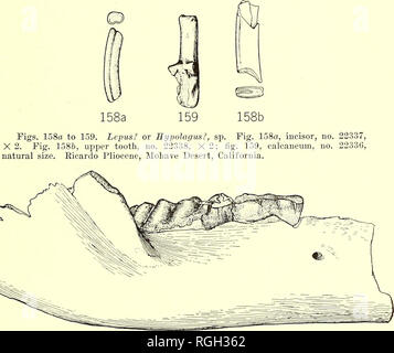 . Bollettino del Dipartimento di Geologia. La geologia. 1919] Merriam: terziario faune di mammiferi del deserto Mohave 547 campione è quasi identico nel suo carattere con la forma nota da Barstow fauna, ma è leggermente più grande. La posizione dell'angolo indica un carattere del felino piuttosto che un gruppo machaerodine se questa forma è una felid. L'angolo è più lontano rimosso dal condilo rispetto a i più specializzati machaerodine forme. È anche. Fig. 160. Tetrabelodon?, sp. Mandibola, no. 22(581, vista laterale, X Eicardo Pliocene, deserto Mohave, California. quasi immediatamente sotto il poster Foto Stock