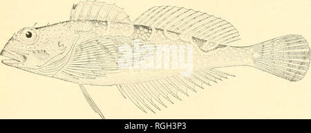 . Bollettino dell'Ufficio di presidenza di pesca. Pesca; cultura di pesce. I pesci dell'Alaska. 321 dal sig. Rutter a Karluk nel 1903; 19 campioni raccolti nel 1903 Jiay Nalia dal sig. t'hamlierlain, che ha raccolto anche 2 esemplari in sì Bay nel 1905. Questa specie è stata registrata (Bean 1882) da Sitka: Alexandrovsk, Cook Inlet; Wraiigell; Maria Island e Tongass (fagiolo 1884), e Karluk (Rutter 1S99). Fig. 82.-Oligncottus in.aculosus Girard. 153. Siginistes caulias Rutter. Originariamente descril)ed liy Rutter (1899) da Karluk.. Si prega di notare che queste immagini vengono estratte dalla pagina sottoposta a scansione immagini che ma Foto Stock