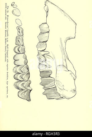 . Bollettino del Dipartimento di Geologia. La geologia. 1919] Merriam: terziario faune di mammiferi del deserto Mohave 309. Si prega di notare che queste immagini vengono estratte dalla pagina sottoposta a scansione di immagini che possono essere state migliorate digitalmente per la leggibilità - Colorazione e aspetto di queste illustrazioni potrebbero non perfettamente assomigliano al lavoro originale. Presso la University of California a Berkeley. Dipartimento di Geologia. Berkeley : University Press Foto Stock