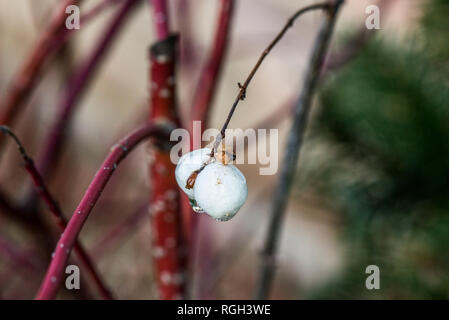 Il frutto di un comune snowberry (Symphoricarpos albus) Foto Stock