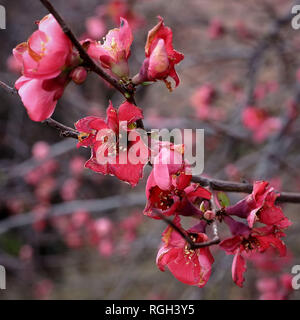 La Japonica fiori che sbocciano in gennaio nel lontano ovest del Texas Foto Stock