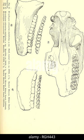 . Bollettino del Dipartimento di Geologia. La geologia. 1919] Merriam: terziario faune di mammiferi del deserto Mohave 485. Si prega di notare che queste immagini vengono estratte dalla pagina sottoposta a scansione di immagini che possono essere state migliorate digitalmente per la leggibilità - Colorazione e aspetto di queste illustrazioni potrebbero non perfettamente assomigliano al lavoro originale. Presso la University of California a Berkeley. Dipartimento di Geologia. Berkeley : University Press Foto Stock
