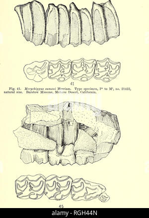 . Bollettino del Dipartimento di Geologia. La geologia. 1919] Merriam: terziario faune di mammiferi del deserto Mohave 483. Tig. 45. MerycMppus calamarius stylodontus, n. var. Latte dentizione, no. 19816, dimensione naturale. Denti permanenti rappresentato anche in vista laterale. Barstow Miocene, deserto Mohave, California.. Si prega di notare che queste immagini vengono estratte dalla pagina sottoposta a scansione di immagini che possono essere state migliorate digitalmente per la leggibilità - Colorazione e aspetto di queste illustrazioni potrebbero non perfettamente assomigliano al lavoro originale. Presso la University of California a Berkeley. Dipartimento di Geologia. Berkeley : University Press Foto Stock