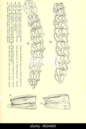 . Bollettino del Dipartimento di Geologia. La geologia. 1919] Merriam: terziario faune di mammiferi del deserto Mohave 481. Si prega di notare che queste immagini vengono estratte dalla pagina sottoposta a scansione di immagini che possono essere state migliorate digitalmente per la leggibilità - Colorazione e aspetto di queste illustrazioni potrebbero non perfettamente assomigliano al lavoro originale. Presso la University of California a Berkeley. Dipartimento di Geologia. Berkeley : University Press Foto Stock
