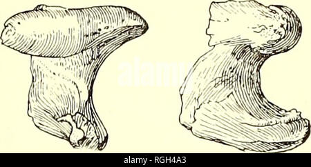 . Bollettino del Dipartimento di Geologia. La geologia. 1919] Merriam: terziario faune di mammiferi del deserto Mohave 471 del Vecchio Mondo forme Pseudaelurus quadridentatus dal Miocene di Sansan è apparentemente più vicino a Barstow forma come una qualsiasi delle specie descritte. Le forme da Pikermi recentemente riferito ad un nuovo genere, Paramacherodus, dal Pil- grim si distinguono per il più prominente di angolazione antero-inferiore della mandibola. Questo è vero anche per i provini Paramacherodus dal Medio Siwaliks dell India. Sinaelurus del Siwaliks inferiore mostra meno prom- inence dell'angolo antero-inferiore, Foto Stock