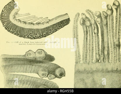 . Bollettino dell'Ufficio di presidenza di pesca. Pesca; cultura di pesce. Boll. U. S. B. F., iyi-2o. I'LATn; X^. Fig. 3.-pillola tre filamenti di rock bass, vith jiJochidia di mucket. ì u;. 2.-parte di fig. i. ingrandita.. Si prega di notare che queste immagini vengono estratte dalla pagina sottoposta a scansione di immagini che possono essere state migliorate digitalmente per la leggibilità - Colorazione e aspetto di queste illustrazioni potrebbero non perfettamente assomigliano al lavoro originale. Stati Uniti. Ufficio di presidenza della pesca. Washington, D. C. : Govt. Stampa. Off. Foto Stock