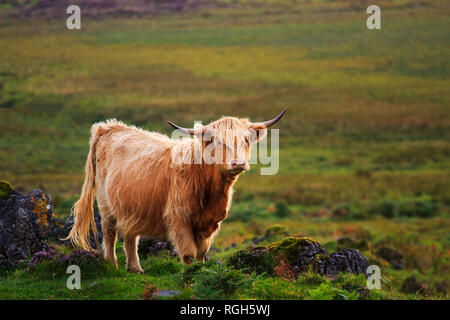 Un scozzese highland mucca con le corna in piedi sul bordo di una scogliera in golden luce della sera Foto Stock