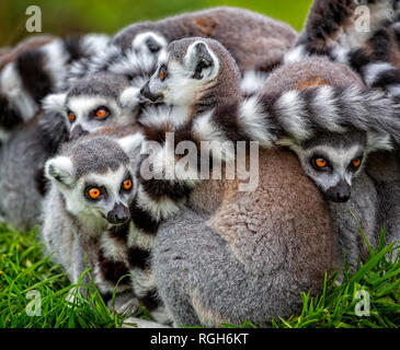Chiusura del gruppo di ring tailed lemuri raggomitolati insieme all'aperto Foto Stock