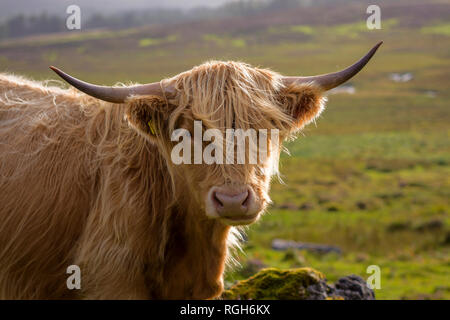 Una chiusura colpo alla testa di un scozzese Highland cow nella luce della sera Foto Stock