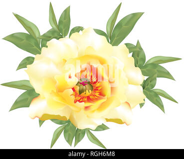 Splendida fioritura di peonie giallo Foto Stock