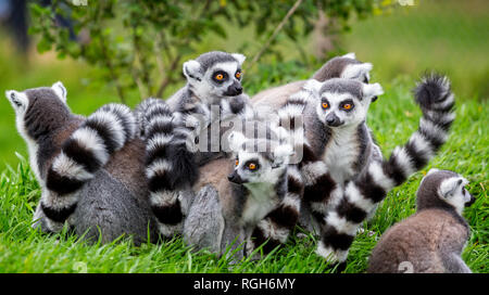 Chiusura del gruppo di ring tailed lemuri raggomitolati insieme all'aperto Foto Stock